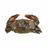 SOFT SHELL CRABS