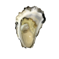 SYDNEY ROCK OYSTERS 1/2 SHELL