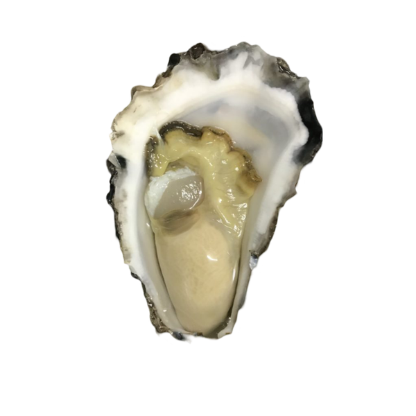 SYDNEY ROCK OYSTERS 1/2 SHELL