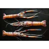 SCAMPI