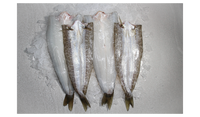 KING GEORGE WHITING FILLETS