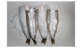 KING GEORGE WHITING FILLETS