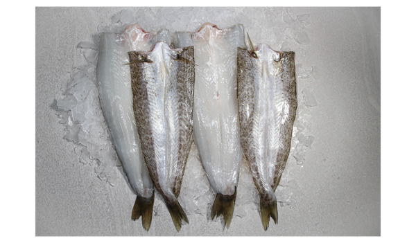 KING GEORGE WHITING FILLETS