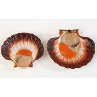 TASMANIAN SCALLOPS - HALF SHELL - PER DOZEN