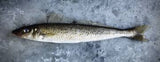 KING GEORGE WHITING FILLETS