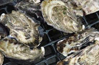 FRESH OYSTERS - LIVE UN OPEN