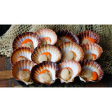 TASMANIAN SCALLOPS - HALF SHELL - PER DOZEN