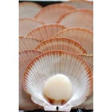 HARVEY BAY 1/2 SHELL SCALLOPS - 1 DOZEN