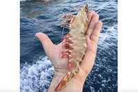 SKULL ISLAND TIGER PRAWNS   3KG